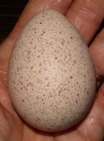 acres  dream  turkey egg