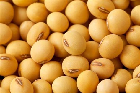 Soybean - Alchetron, The Free Social Encyclopedia