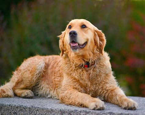 Golden retriever cocker spaniel mix, Golden retriever, Cocker spaniel mix