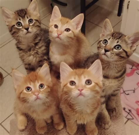 Litter Of Kittens 9