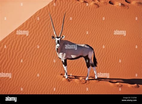 Namib desert animals dunes hi-res stock photography and images - Alamy