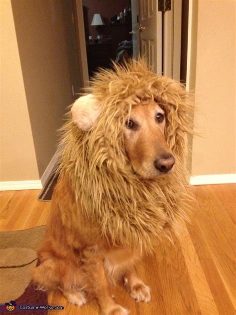 golden retriever lion mane costume  clyde rucker blog