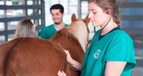 Melhor Faculdade De Medicina Veterinaria Do Brasil