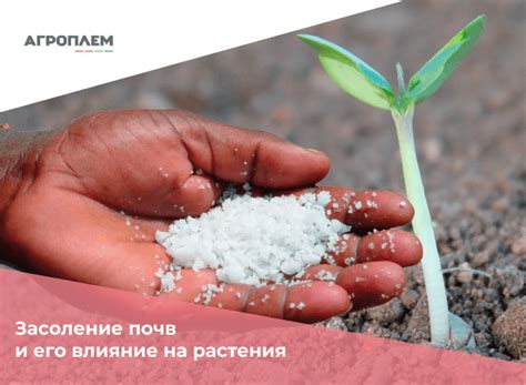 Засоление почв и его влияние на растения | Агроплем