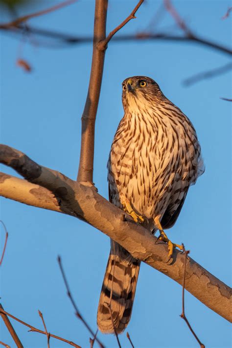 Perigee Falcon Bird 6