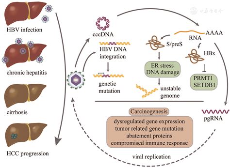 multimodal studies  hepatitis  virus  hepatocellular