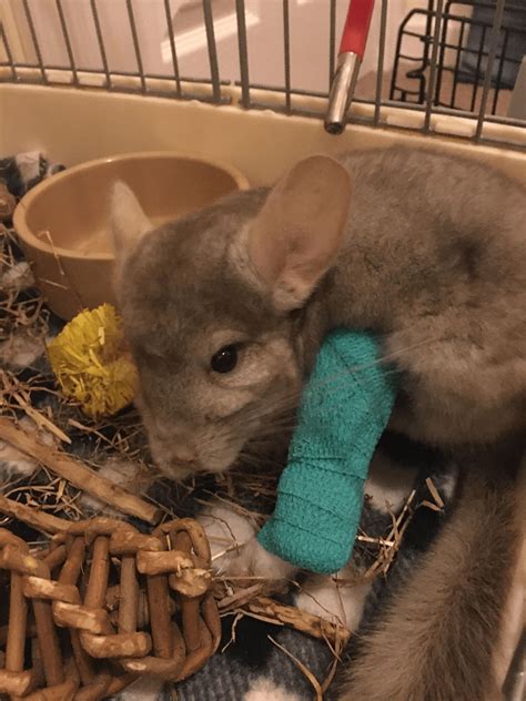is it normal chinchilla injured fast 4