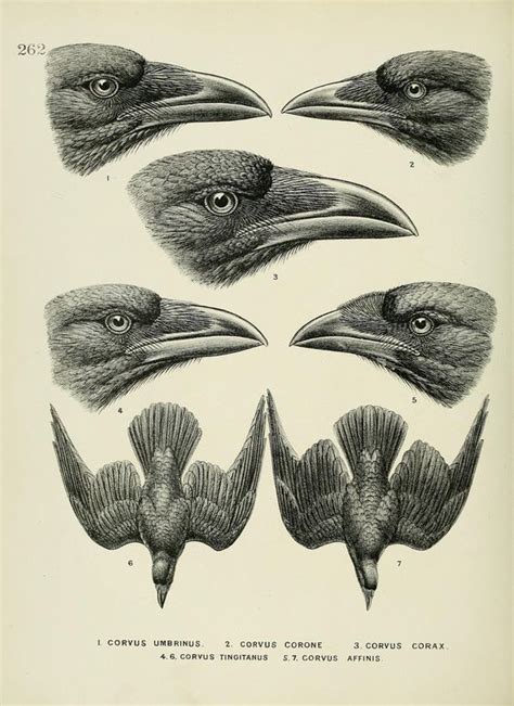 Native birds of nz poster – Artofit