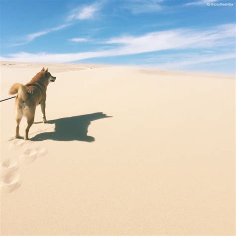 Adventuring Jozy : r/shiba