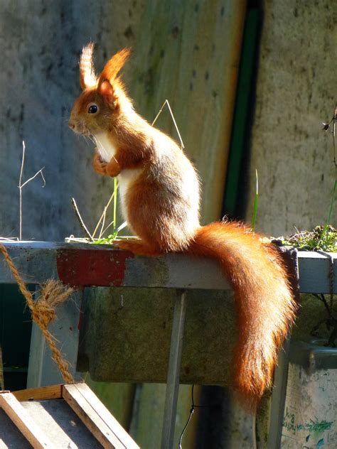 eichhoernchen wurzeltrapp wildnisschule verbindungen zur natur