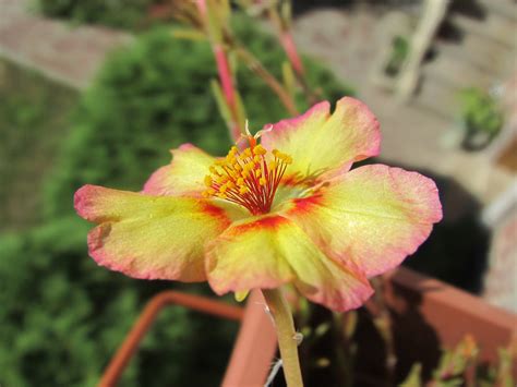 flower portulaca 8