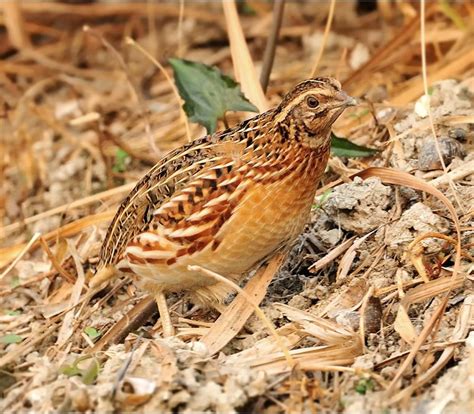 Japanese Quail – birdfinding.info