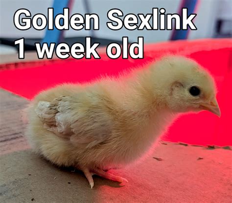 GoldenSexlink.jpg | BackYard Chickens - Learn How to Raise Chickens
