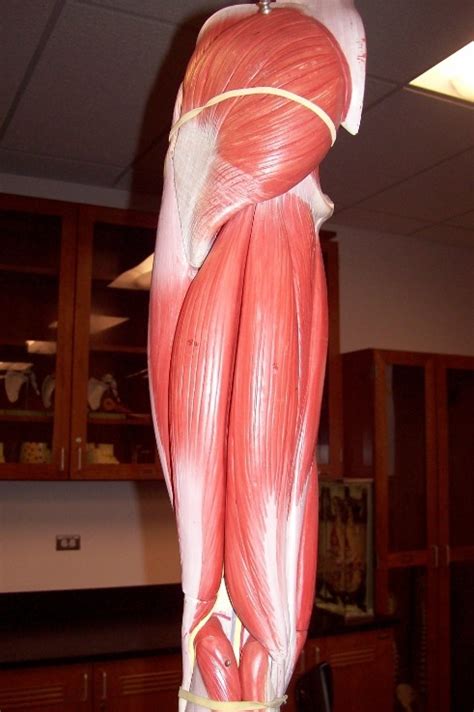 hip  upper leg  diagram quizlet