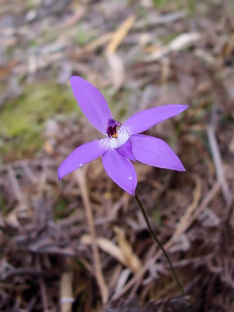 Glossodia major (Wax-lip Orchid) – Ausemade