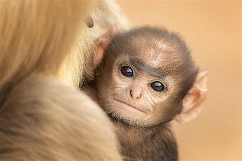 Gray Langur Baby