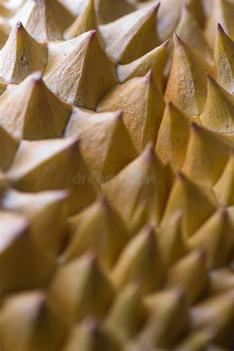 Durian skin stock photo. Image of tough, slice, sharp - 187470722