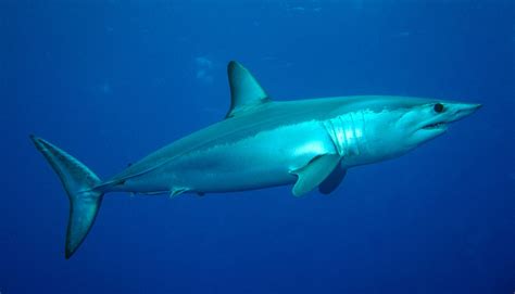 Real Monstrosities: Mako Shark