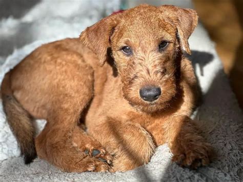 15 Photos Of Irish Terrier Puppies With Pure Beauty - ilovedogscute.com