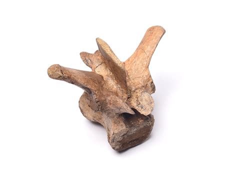 Pachycephalosaurus vertebrae - Fossil ID - The Fossil Forum