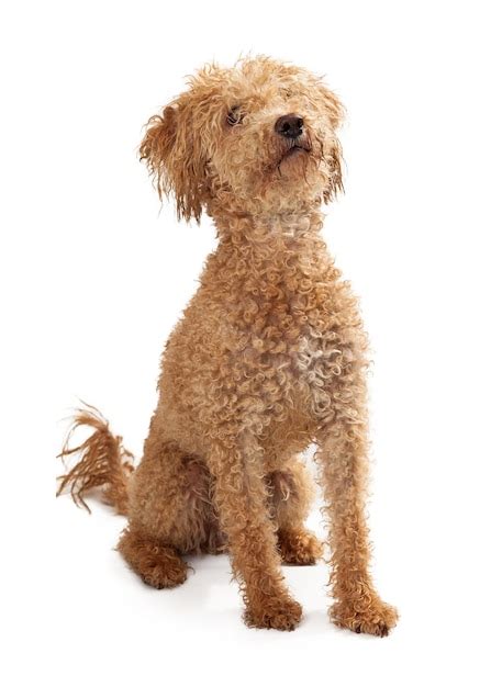 Premium Photo | Poodle Mix Golden Color Dog Sitting