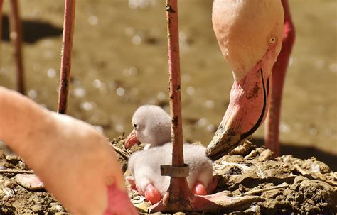 Flamingos Chicks Cute free image download