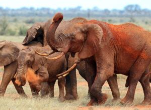 Come on a Tsavo safari with us