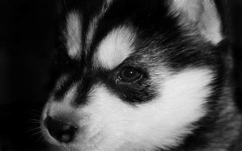 Download Animal Puppy HD Wallpaper