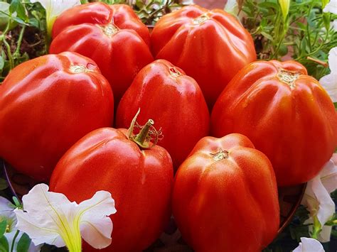 Tomatosemena - купить семена красных томатов