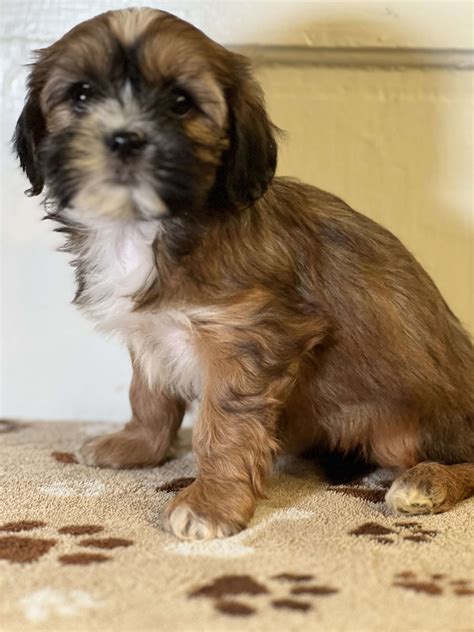 Top Hypoallergenic Dogs for Allergy Sufferers
