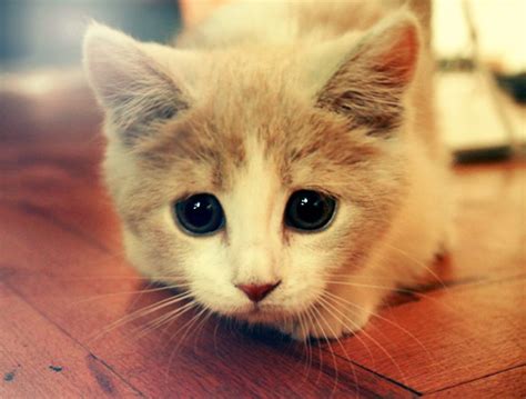 adorable kittens