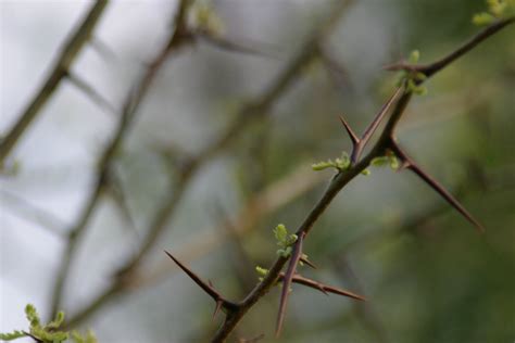 Thorns 6 Free Photo Download | FreeImages