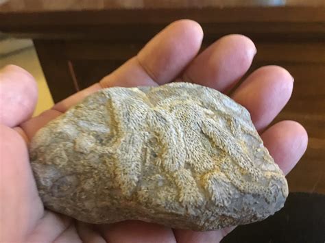 Fossils found in the Platte River near Denver. Anyone know what kind