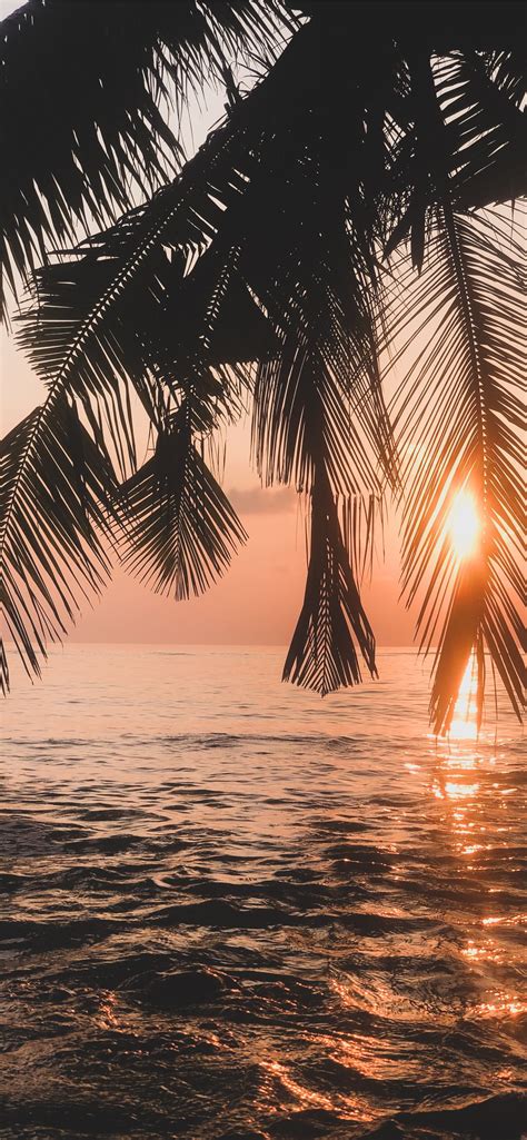 summer iphone background 1