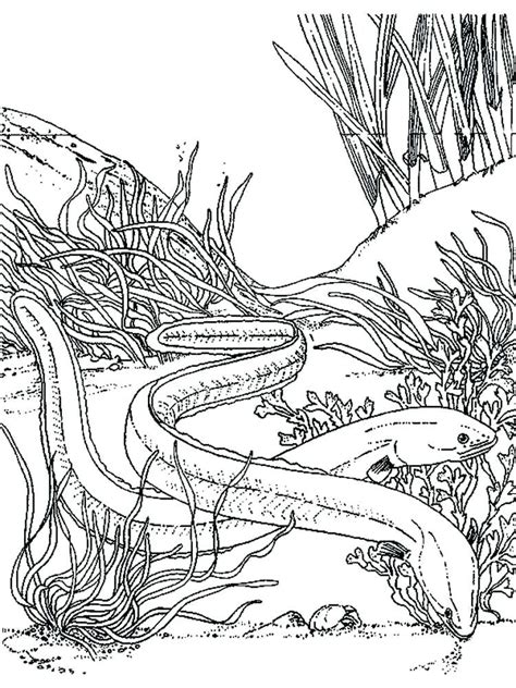 Electric Eel Coloring Page at GetColorings.com | Free printable ...