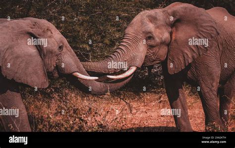 A heartwarming capture of two elephants intertwining their trunks in a ...