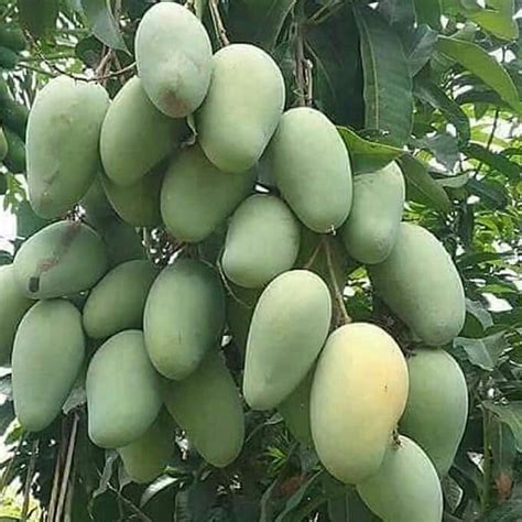 cara menanam mangga agar cepat berbuah 3