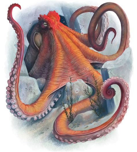 Giant Octopus | World Anvil
