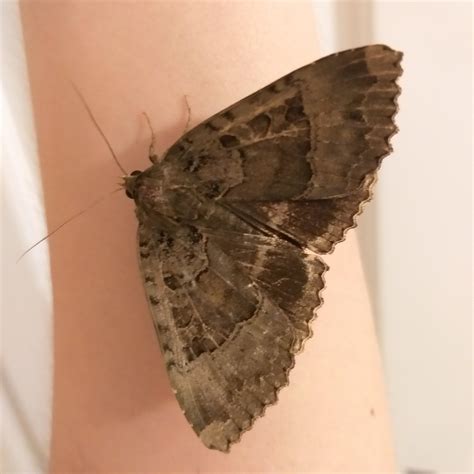 The biggest moth I've seen here in the UK, flew more like a small bird