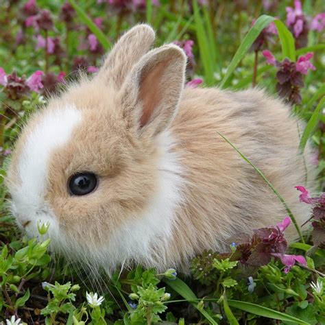 New Bunny Essentials – Wild About Bunnies