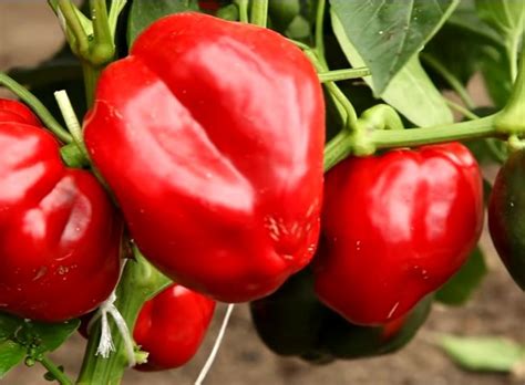 Болгарский перец кубышка фото и описание