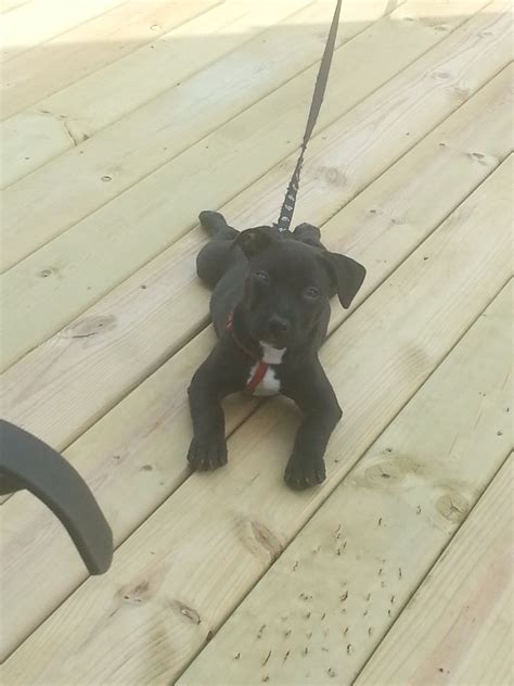 scarlett (black lab pitbull mix) | Pitbull mix, Puppy care, Cute animals