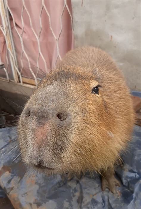 Pet capybara Carpi with a cute face : r/capybara