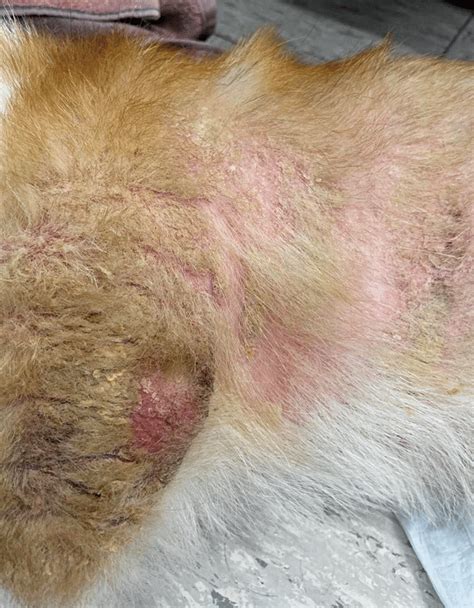 Bacterial and Parasitic Dermatologic Emergencies in Dogs