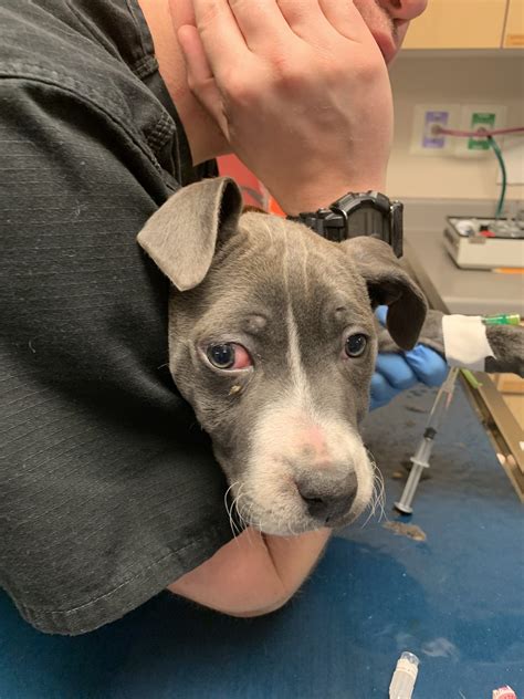 Are Pitbulls Banned From Petsmart