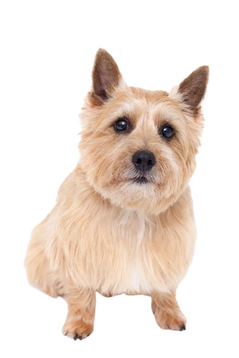 Norwich Terrier Ireland