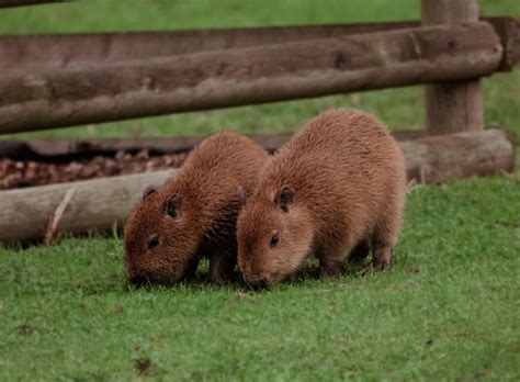Edinburgh Zoo welcomes two adorable capybaras in time for half-term