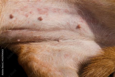 flea bites     dog