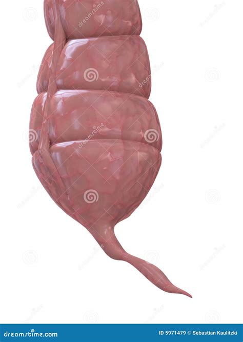 Body Anatomy Appendix at Penny Troche blog