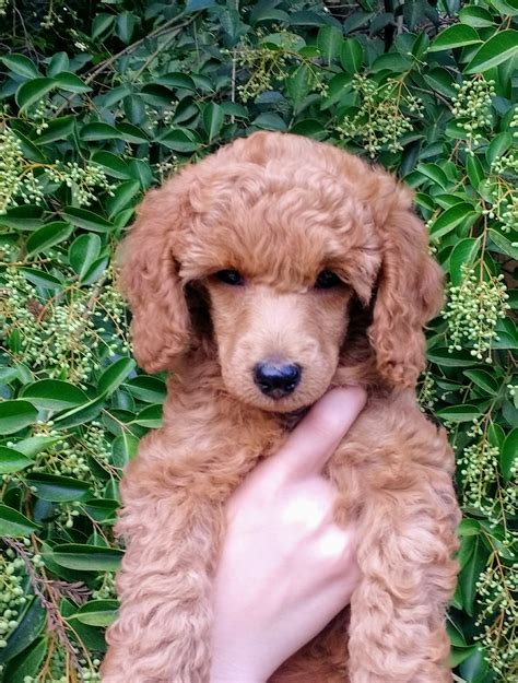 Current Litter – Rankin Poodles